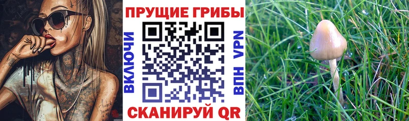 Галлюциногенные грибы прущие грибы  Пенза 